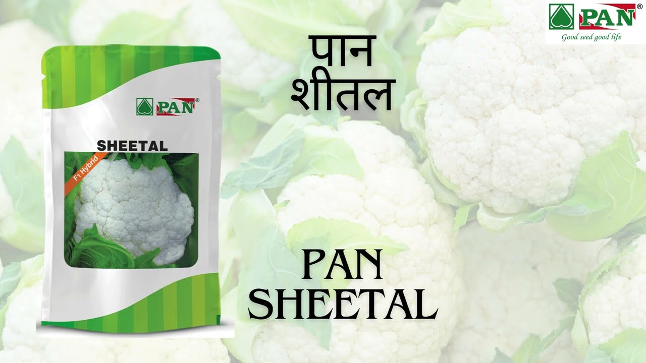 CAULIFLOWER SEED // PAN SHEETAL 🥦 FARMER TESTIMONIAL