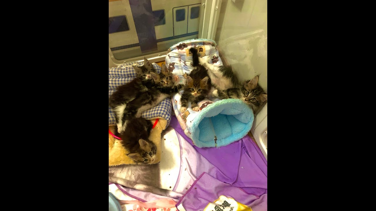 200 Days with Mama Bastet & Her Kittens: A Daily Life Livestream! out of 200