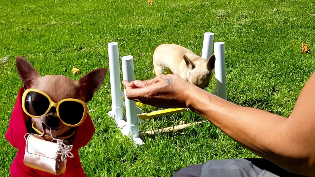 My Awsome Dog #Chihuahua