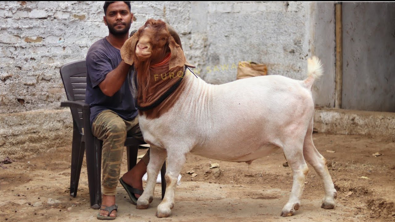 ASIA'S BIGGEST BOER GOAT | ZULFIKAR | IKLAS UJJAIN