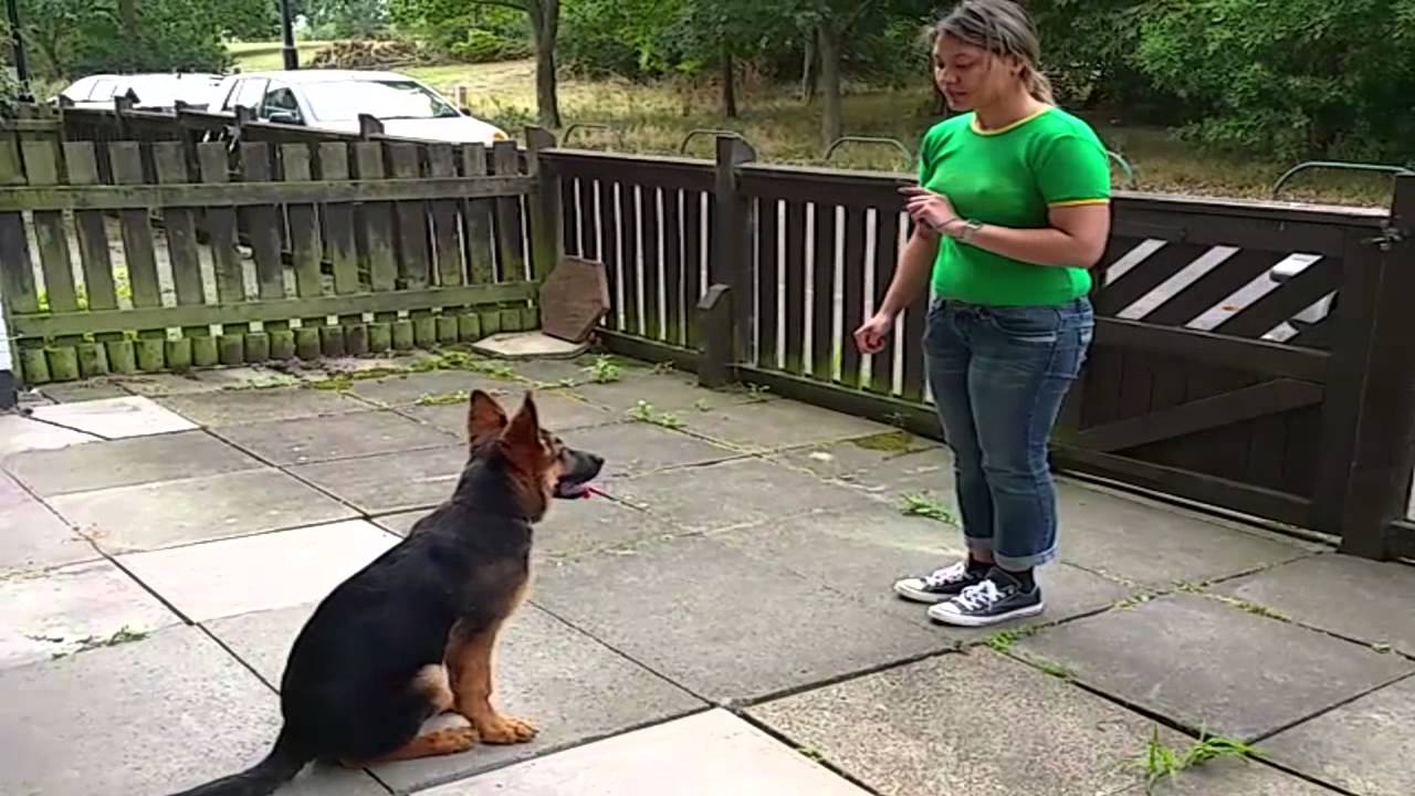 Amazing German Shepherd Puppy - Alpha Vonziu