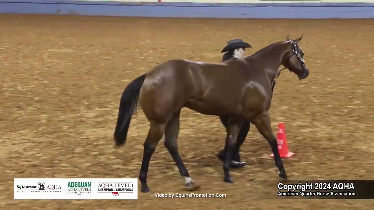Yearling Geldings - 2024 AQHA World Championship Show