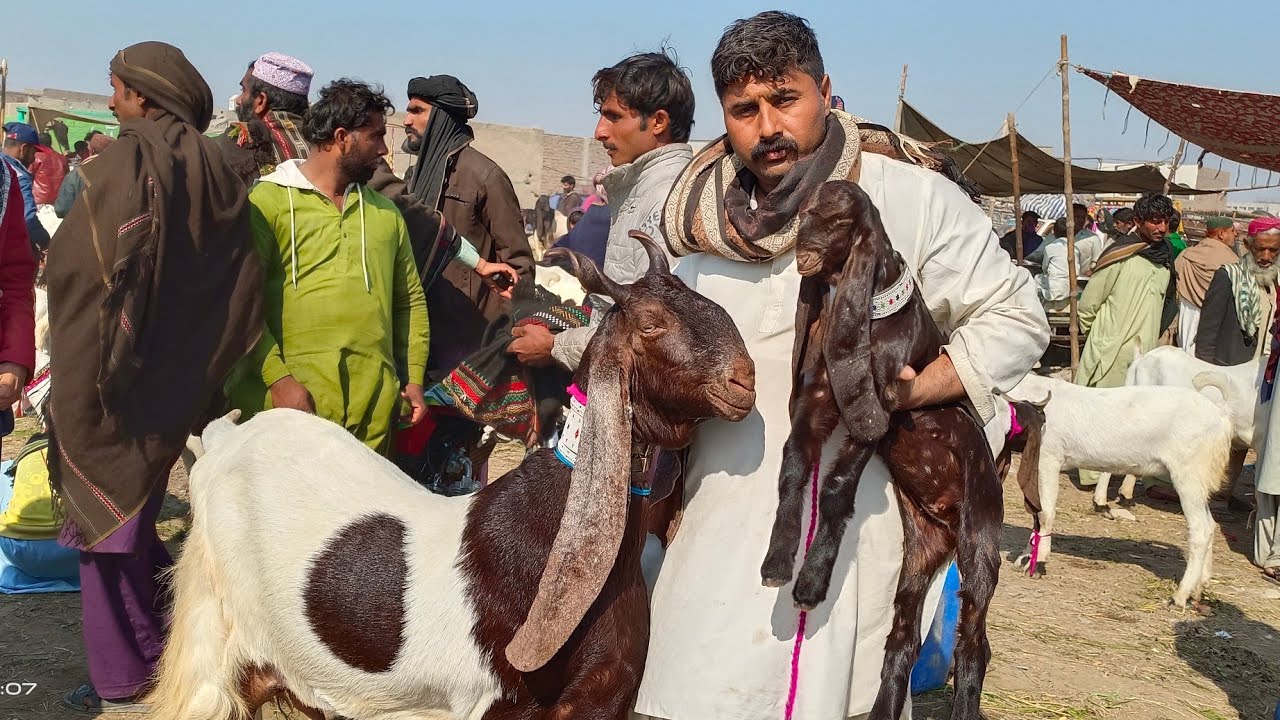 Hyderabad Bakra mandi 2023 ka pahla buddh aaj ke rate check Karen