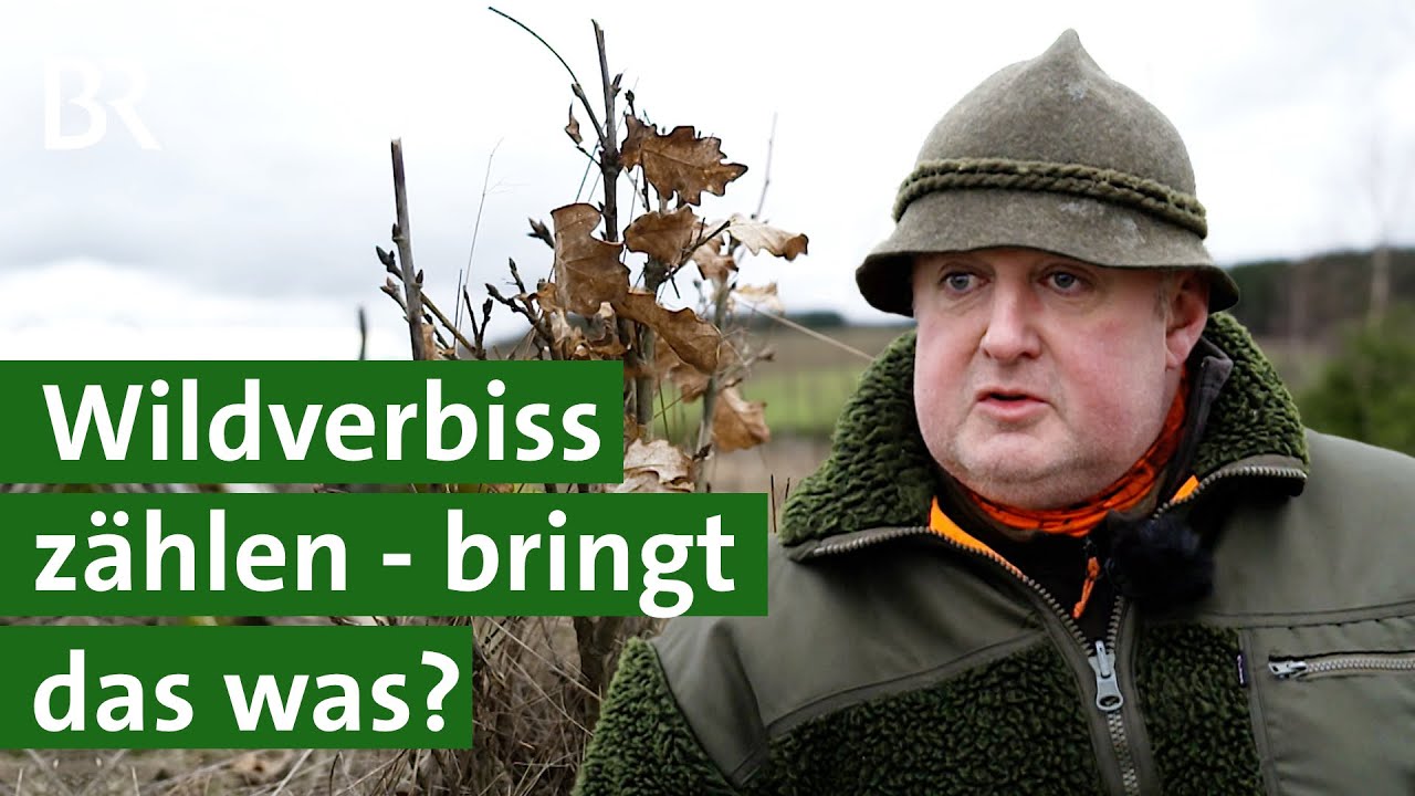 Was braucht der Wald der Zukunft? Spannungen zwischen Förstern und Jägern | Unser Land | BR