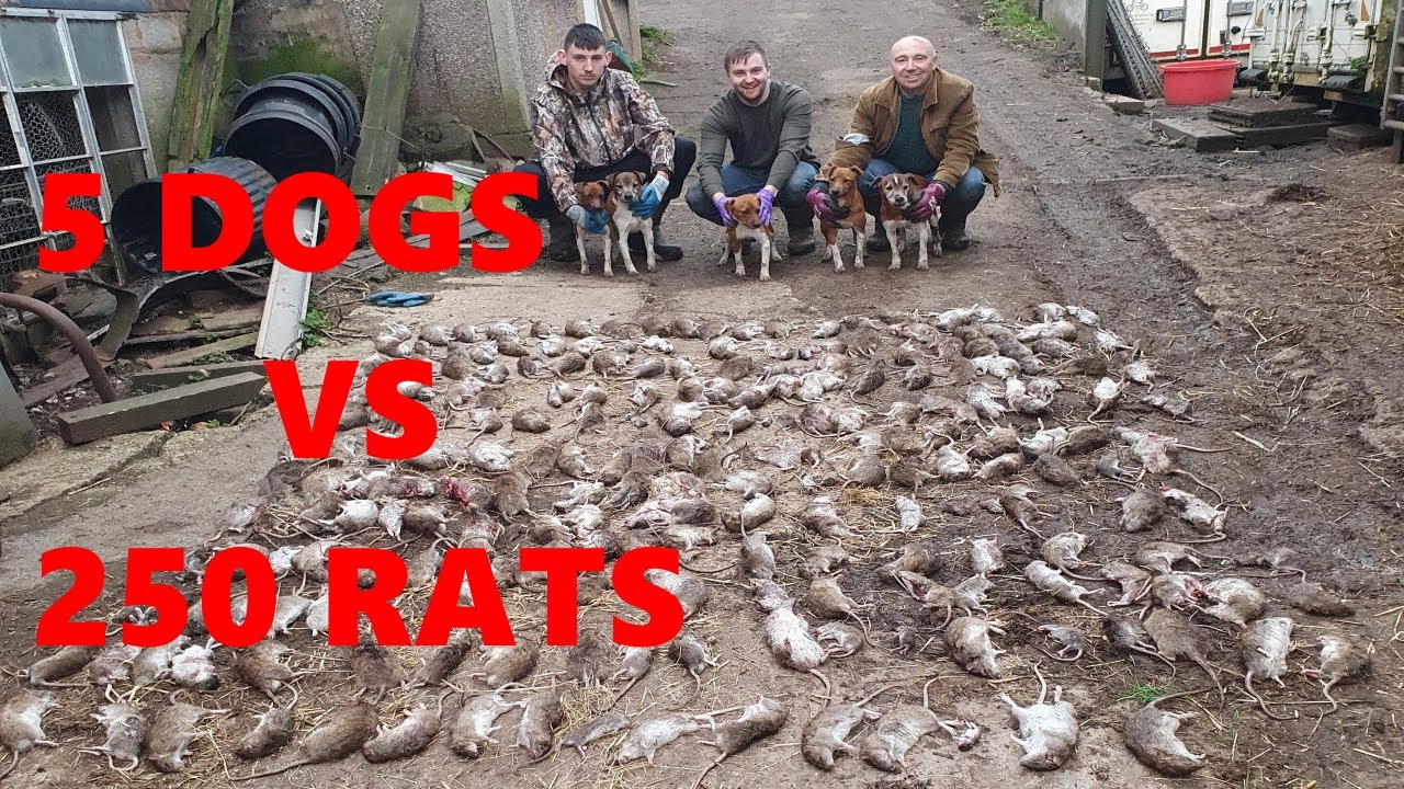 Severn Valley Ratters - Mayhem In The Bales   Episode 7 - 236 Rats Caught Ratting with Terriers