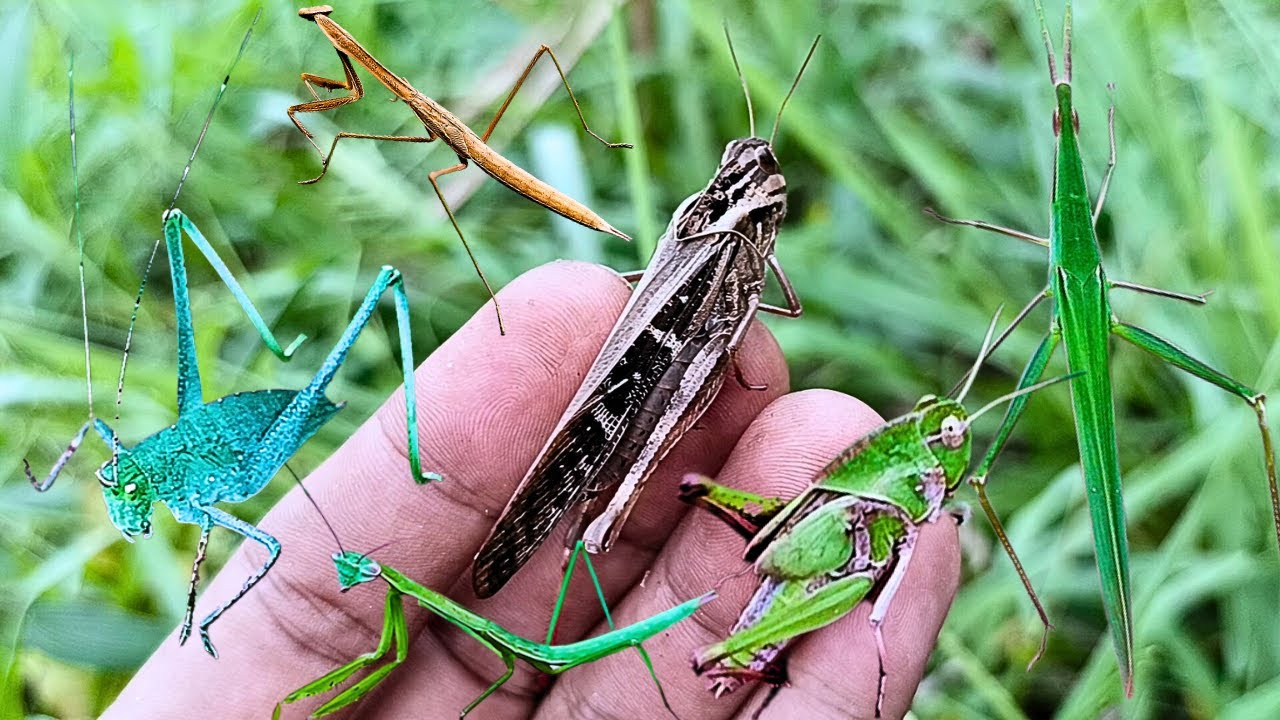 catch and observe insects, grasshoppers, praying mantis, katydids