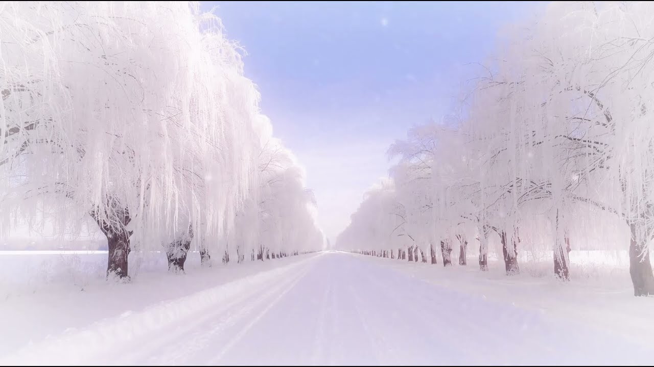 Silent Winter Journey Through Snow-Covered Trees