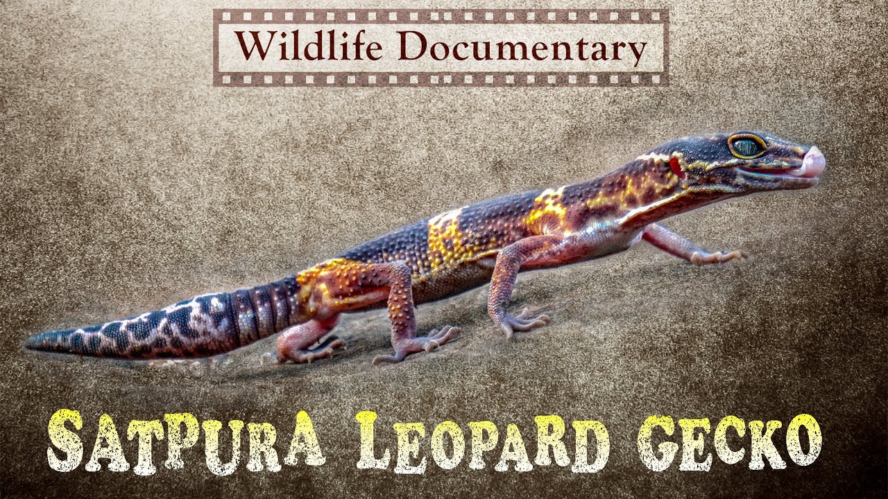 Satpura Leopard Gecko | Wildlife Documentary