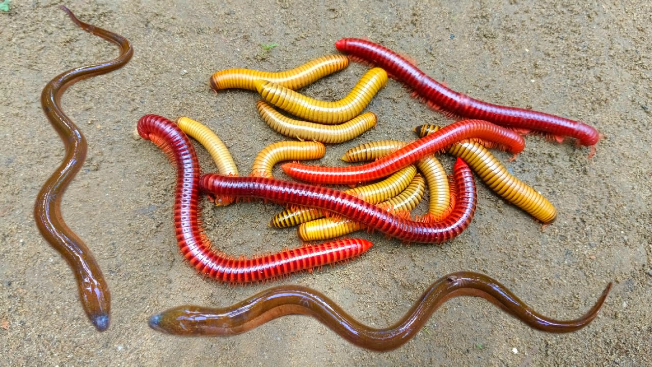 Wow! Mencari kaki seribu besar, luwing dan ikan belut, ikan hias, ikan lele, kura kura, ikan betok