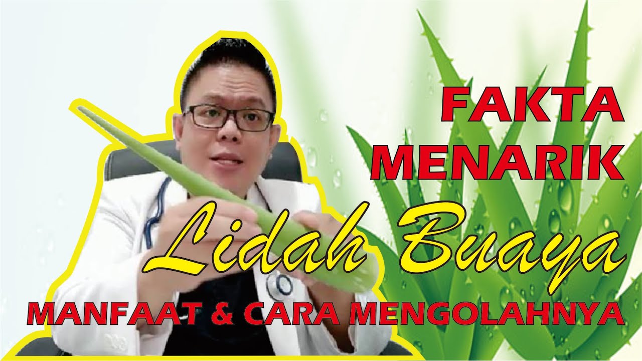 FAKTA MENARIK LIDAH BUAYA............ MANFAAT DAN CARA PENGOLAHANNYA UNTUK KESEHATAN