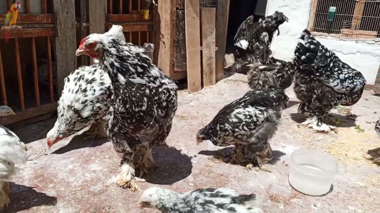 فوائد إطعام دجاج براهما كيوتي يطهر الأمعاء ويرفع من إنتاج البيض ويحمي من الأمراض