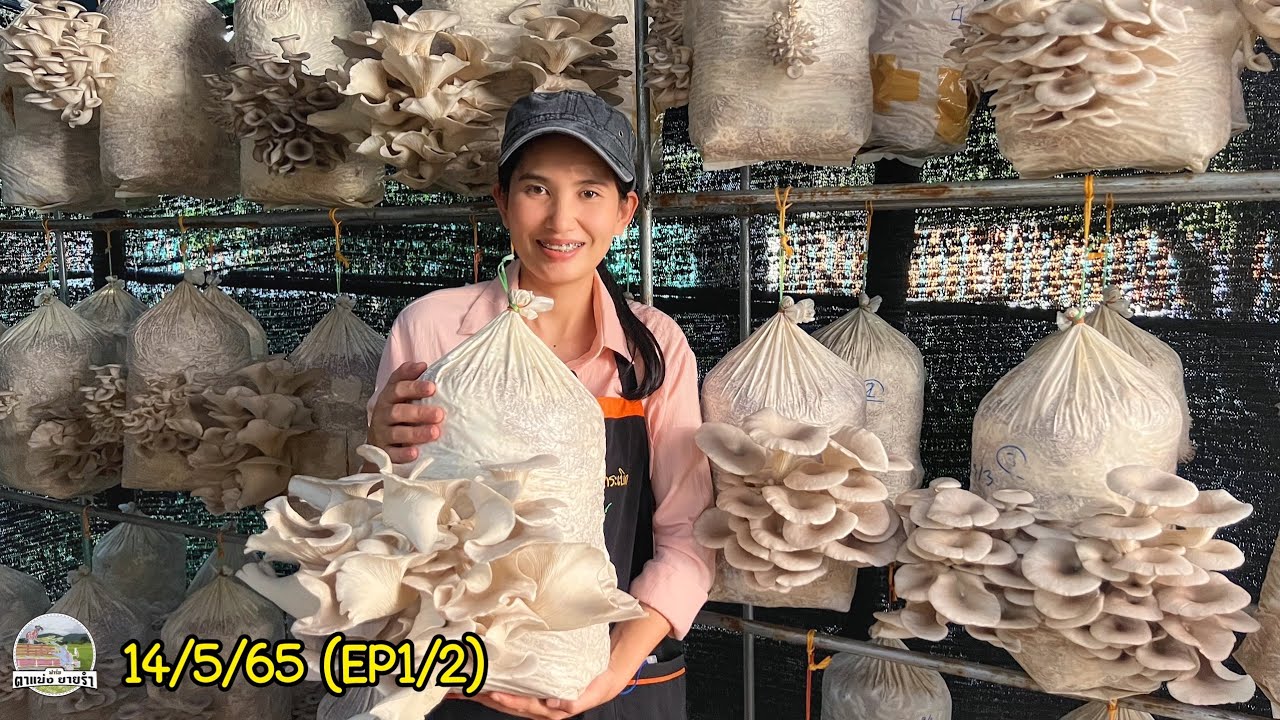 EP373(1/2) มือใหม่เริ่มทำโรงเพาะเห็ดนางรมต้องระวังสิ่งนี้! เก็บดอกเห็ดสดๆออกไปขายตามหมู่บ้าน ในชุมชน