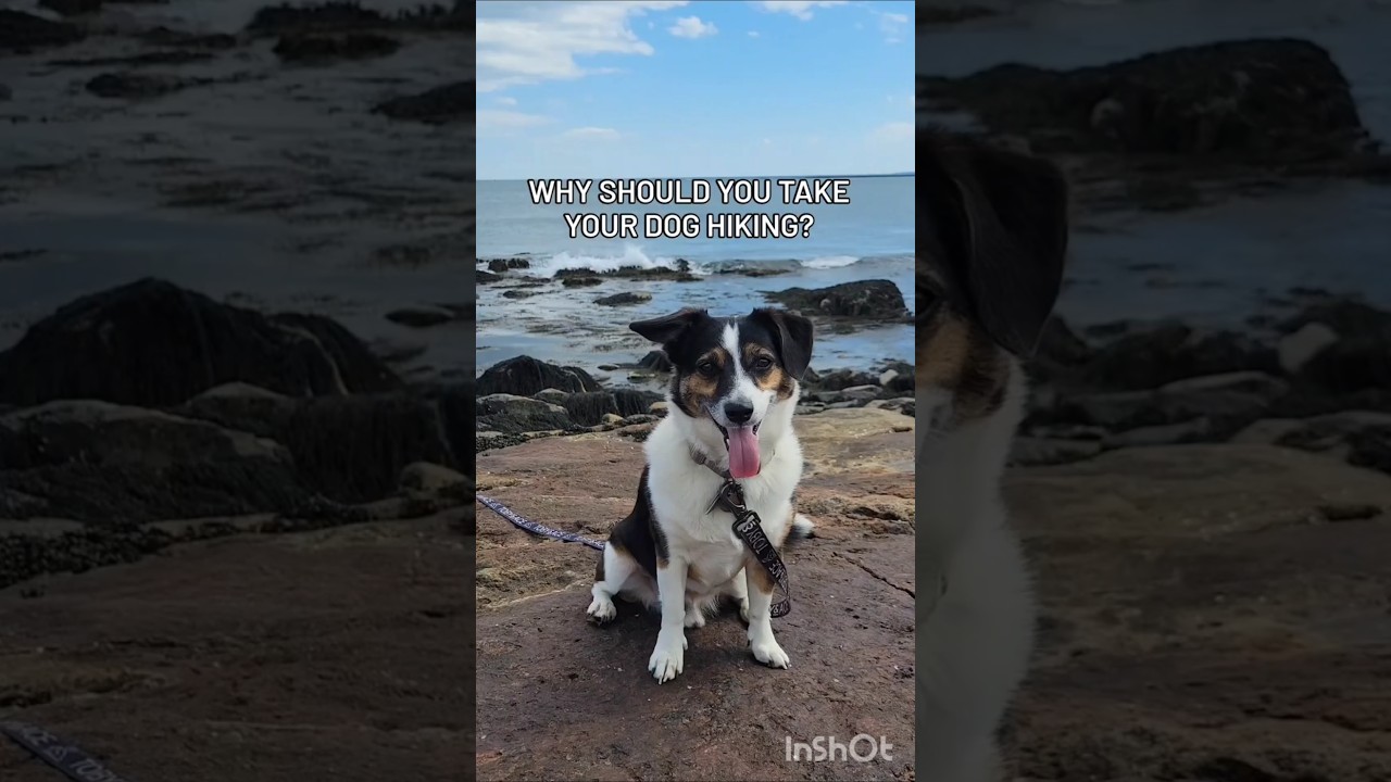 Time to go hiking with your dog #hikingdog #hikingwithdogs #hiking #hikingaddiction #dogadventures