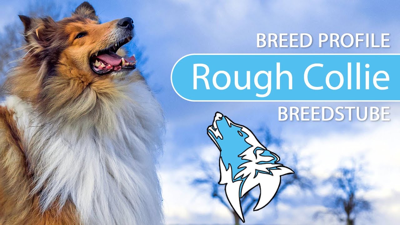 ► Rough Collie Breed [2020] Temperament & Training