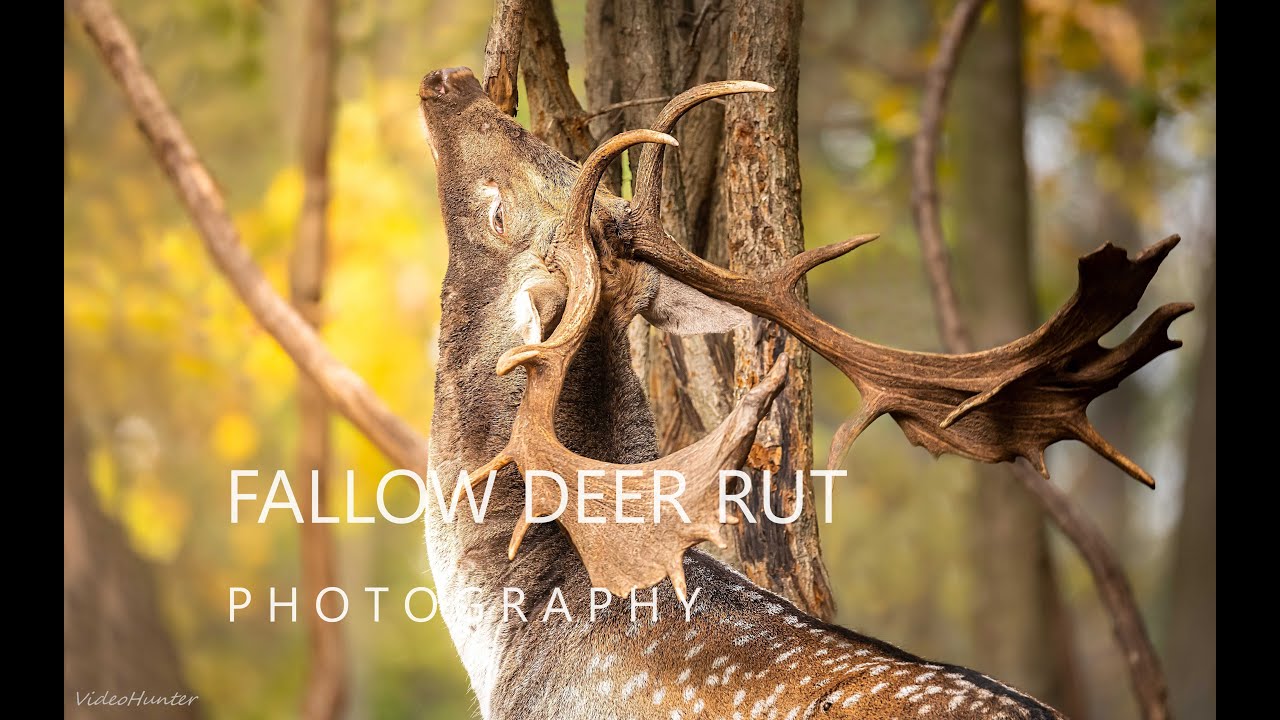 DANIELIA RUJA 2023 /FALLOW DEER RUT 2023 /DANČÍ ŘIJE 2023 / ROCHANIE/ ROARINGGREAT FALLOW BUCKS