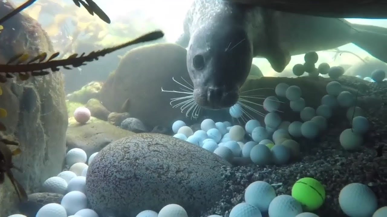 Thousands of golf balls found off California Coast