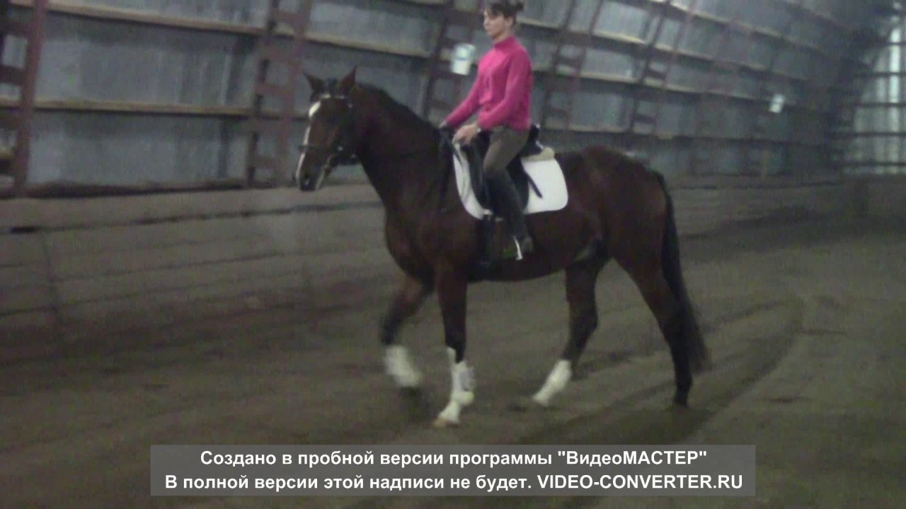 Огинский Харьковский конный завод 2016