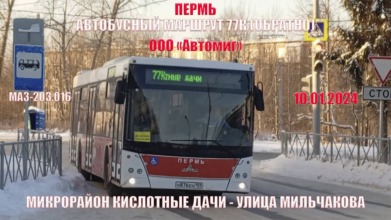 Пермь | Автобусный маршрут 77К обратно | МАЗ-203.016 | М/р Кис. дачи - Ул. Мильчакова | 10.01.2024