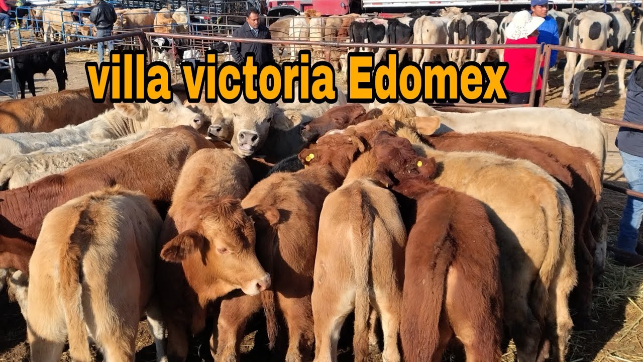 Chulo ganado en. Villa victoria / becerros  - vacas - caballos y más 