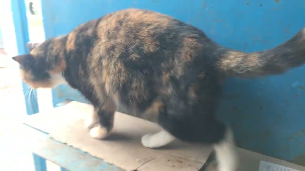 I'm Happy to Help Cats Survive in Ukraine During Hard Times