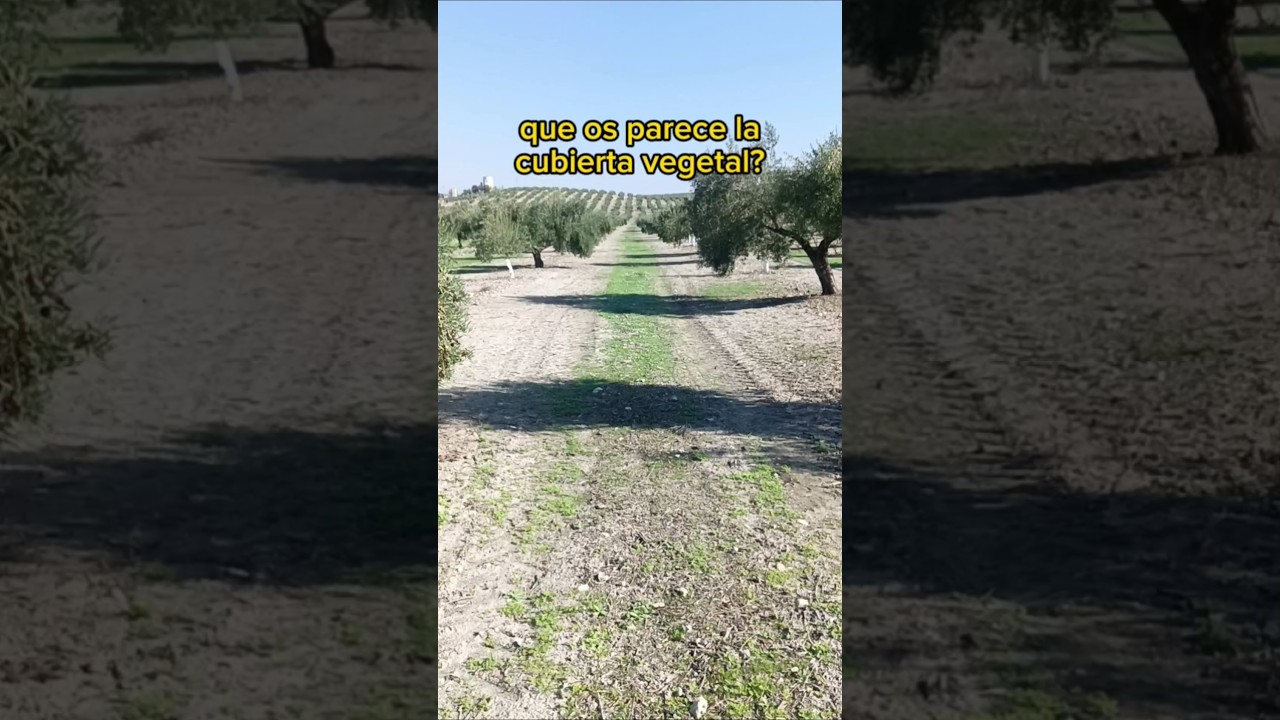 la cubierta vegetal en laboreo 