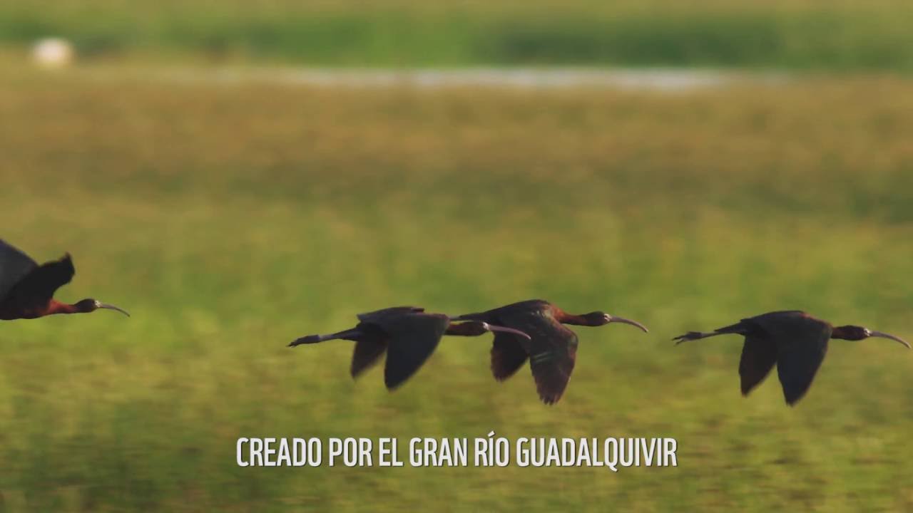 Haz que vuelva a latir. Salva Doñana
