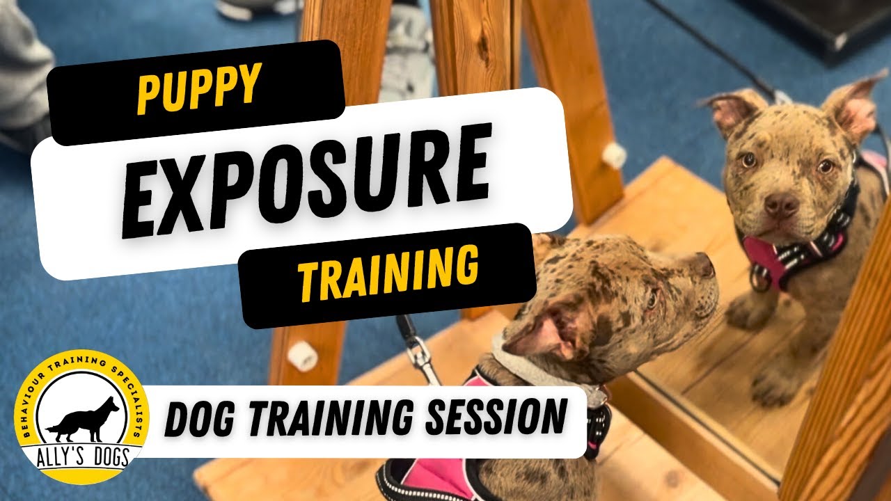 Puppy Exposure Training Session – Confidence Building in Go Outdoors