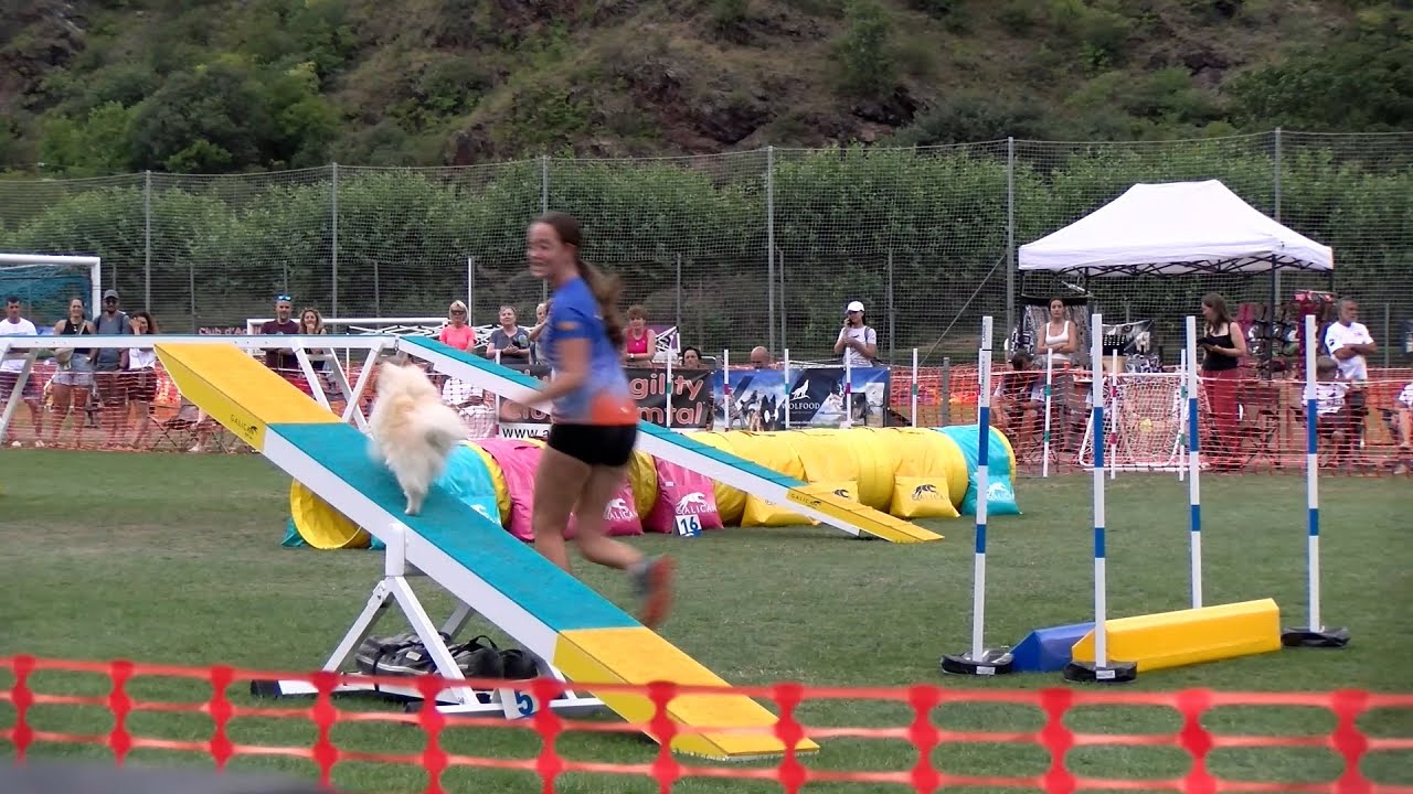 Rialp acull la competici&oacute; internacional de gossos Agility