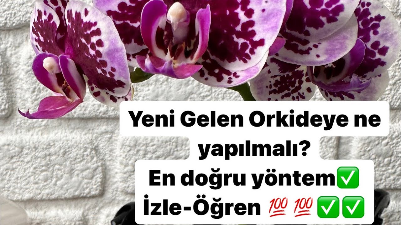 YENİ ALINAN ORKİDEYE NE YAPILMALIDIR ?✅Ayrıntılı anlatım burada💯💯 İzle-Öğren ✅