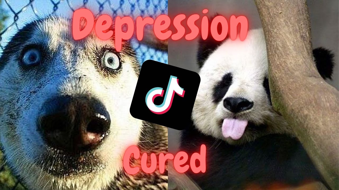Pet memes to watch when depressed...