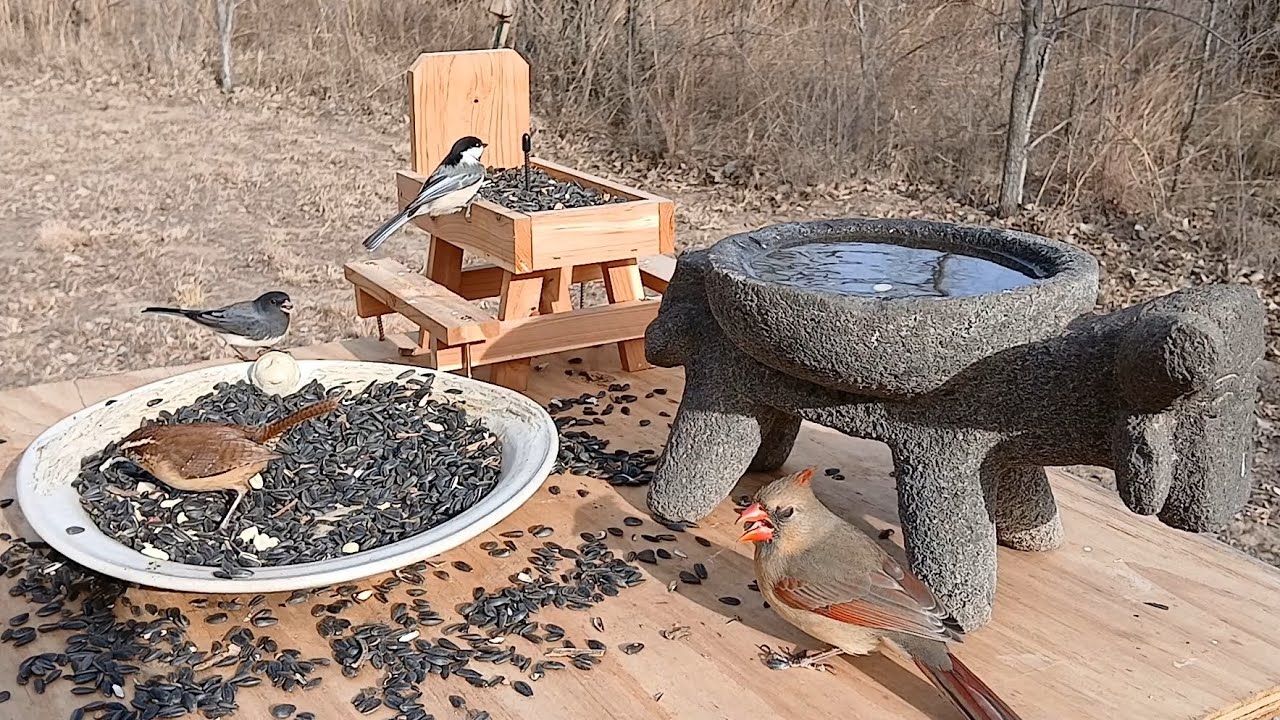 Feeding birds in the Midwest