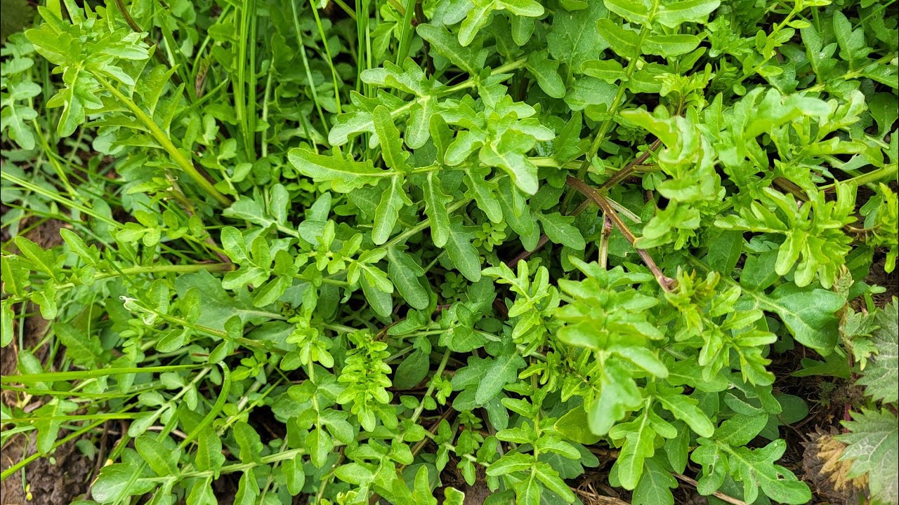 เก็บผักป่า4ชนิดผักทีตามหามานานเจอแล้วผักป่าต่างแดนมีทั้งกินได้และกินไม่ได้