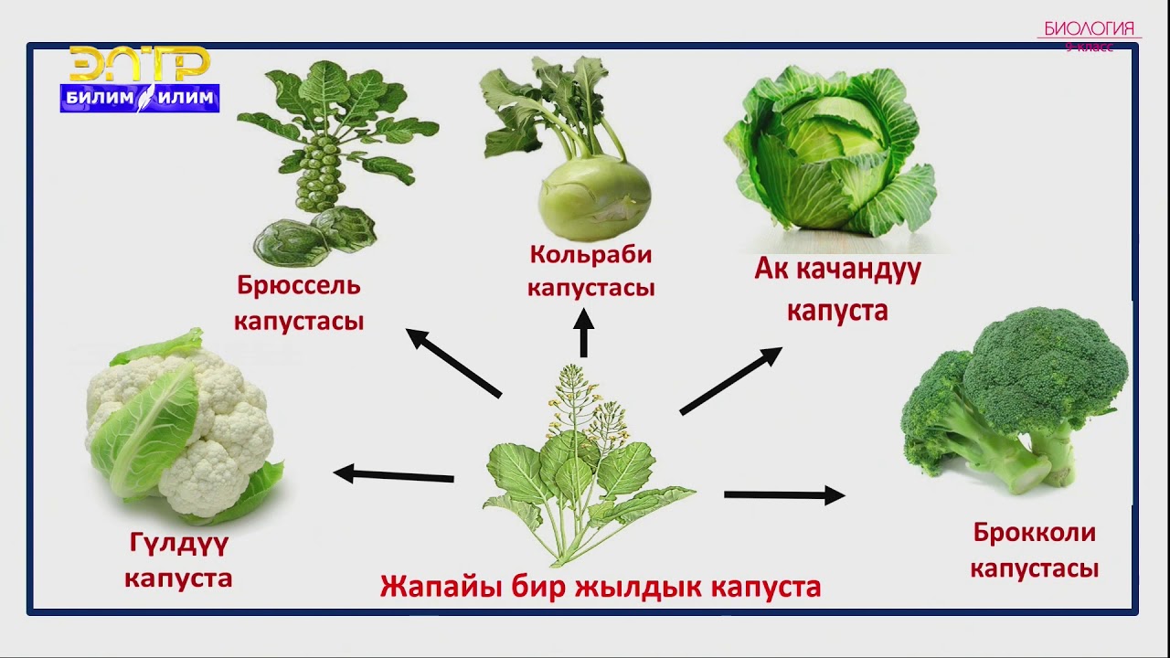 9-класс | Биология | Селекция организмдердин маданий формаларын өзгөртүү жолу