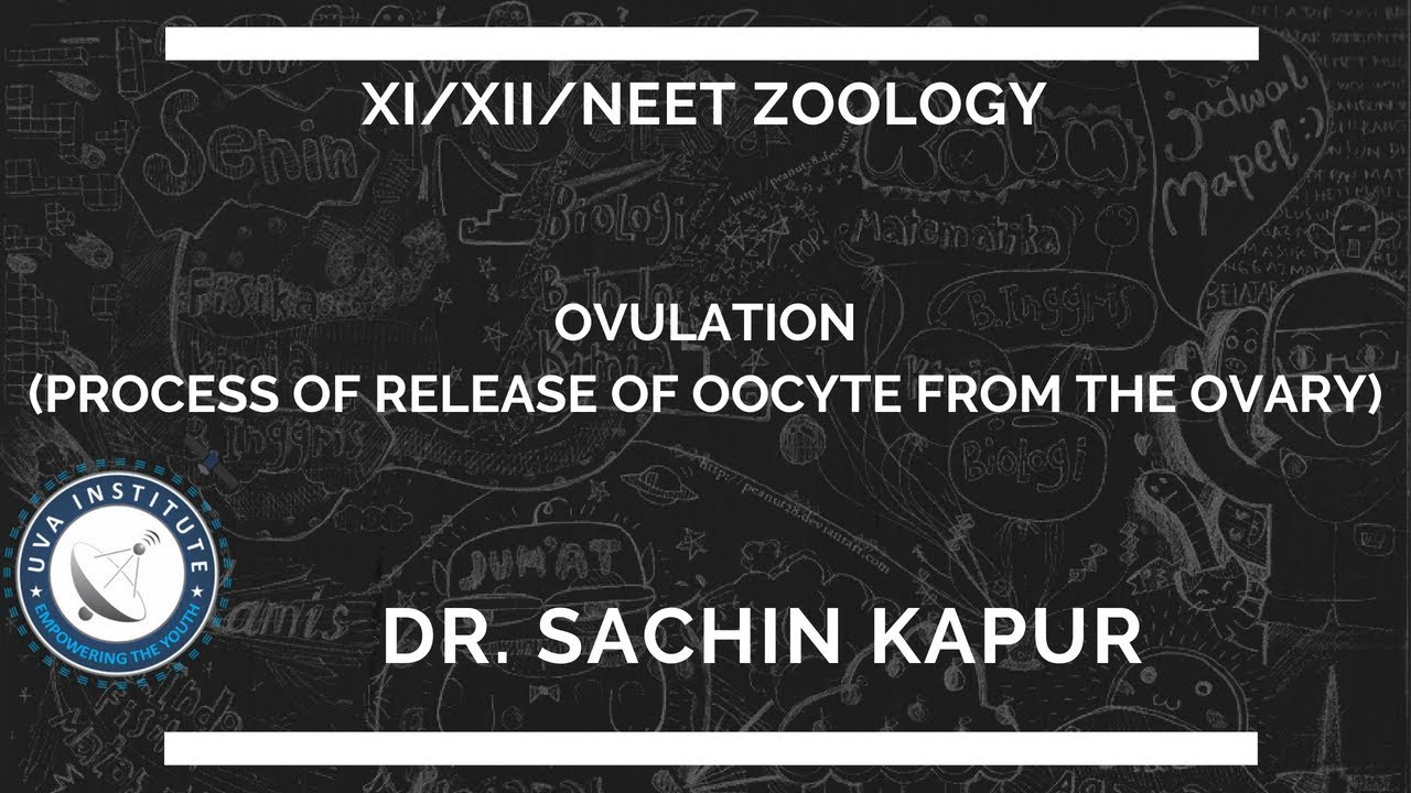 Ovulation Class XI/XII/NEET | Zoology | by Dr. Sachin Kapur