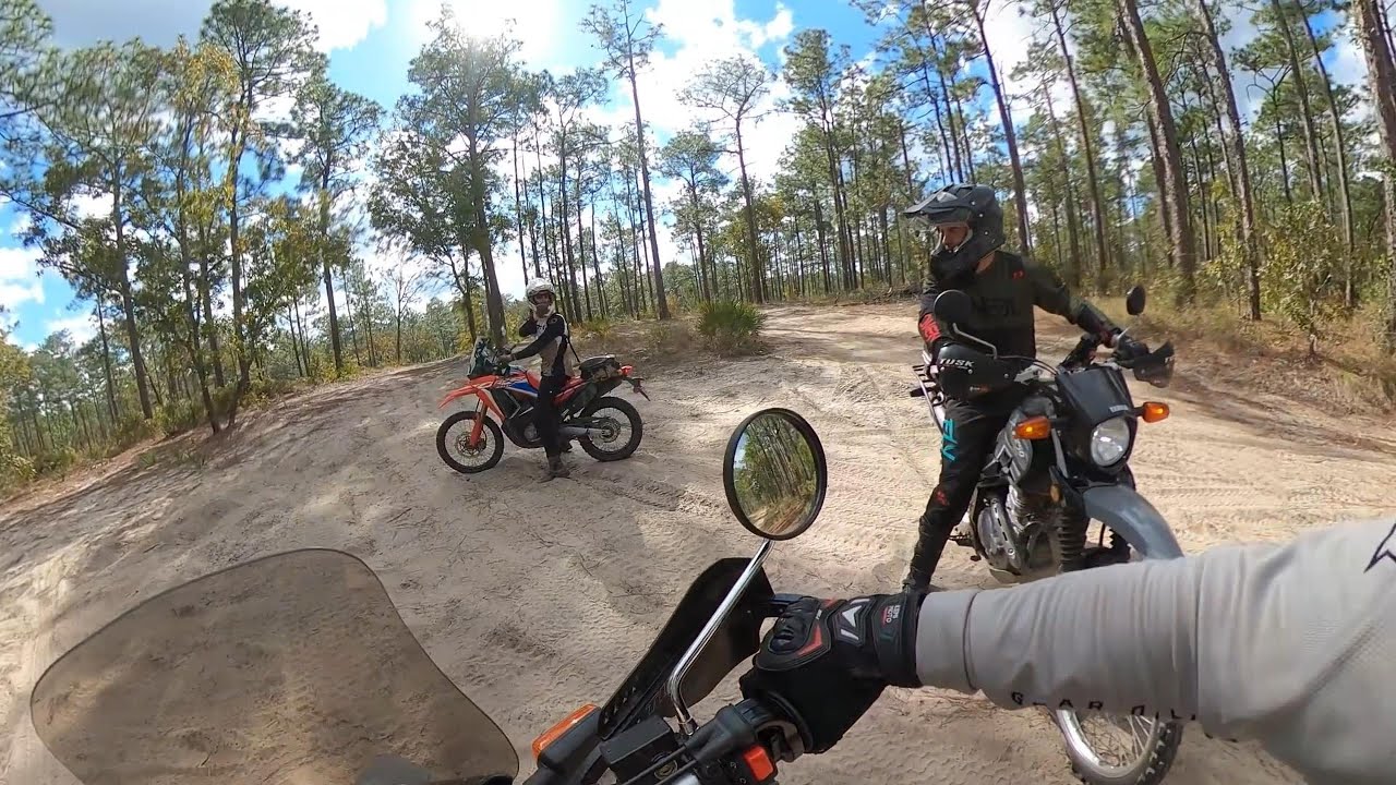 Trail Riding Wandering Wiregass Ocala National Forest