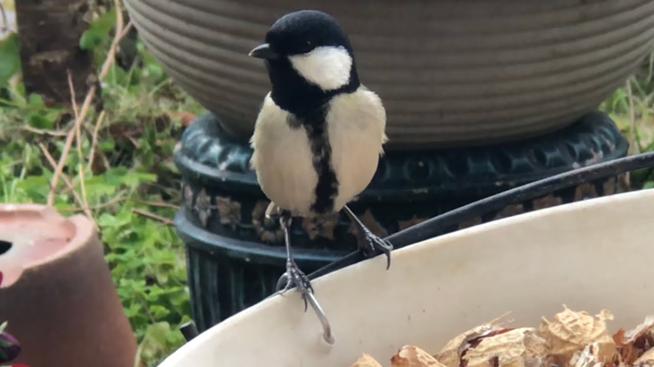 2026年2月16日今日のメジロくん