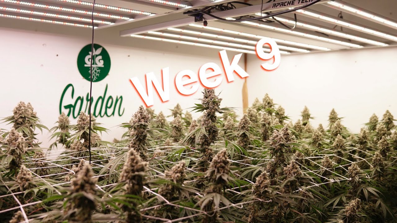 Week 9 - Last Full Week In of Bloom