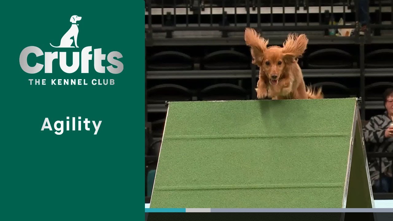Agility - Crufts Novice Cup Final (Agility) Part 1 | ​Crufts 2023