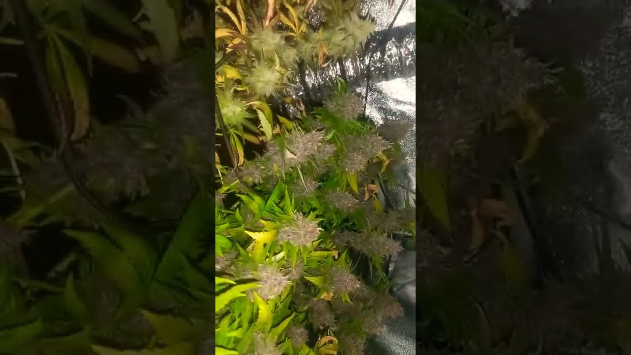 big buds on gorilla kim and imp X last week of flower..