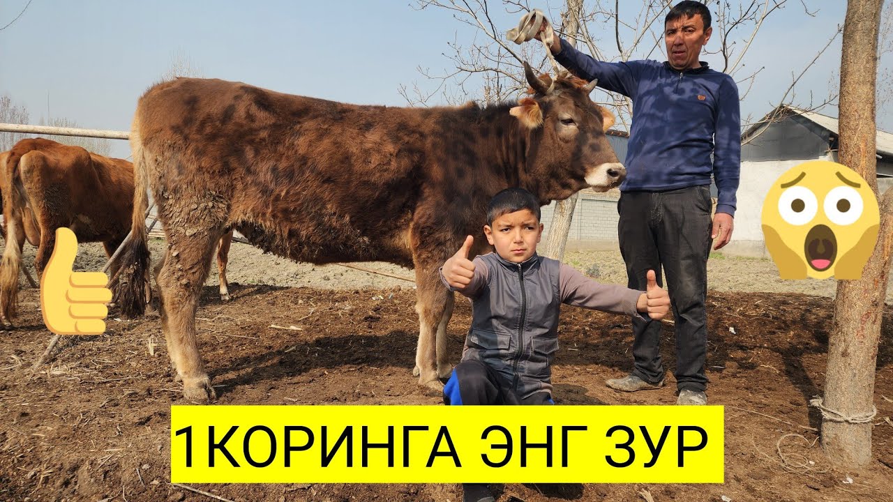 ЁОСНБЕКДИ ДАЛАСИ БУГУН ТОПЛДИ🔥 ЭНДИ ХАМАДАН АРЗОН СОТАДИ ШУЛАР ОЛГАНЛАР МАЗЗА КЛАДИ ДУСЛАР 