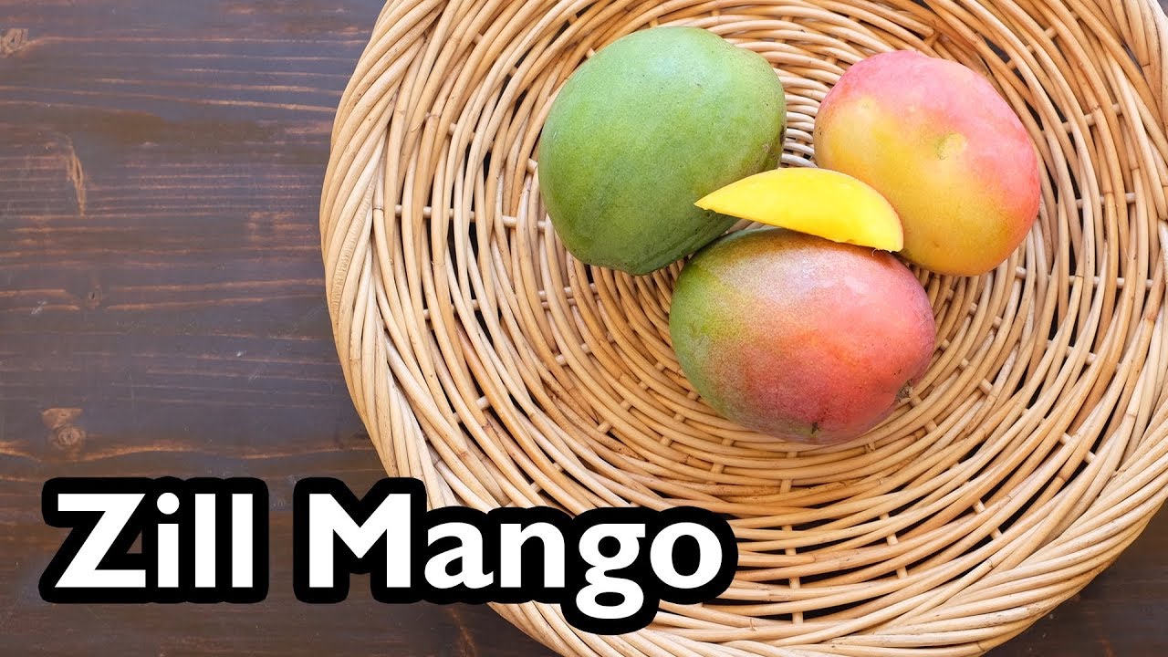 По-настоящему тропические сорта манго — «Зилл»