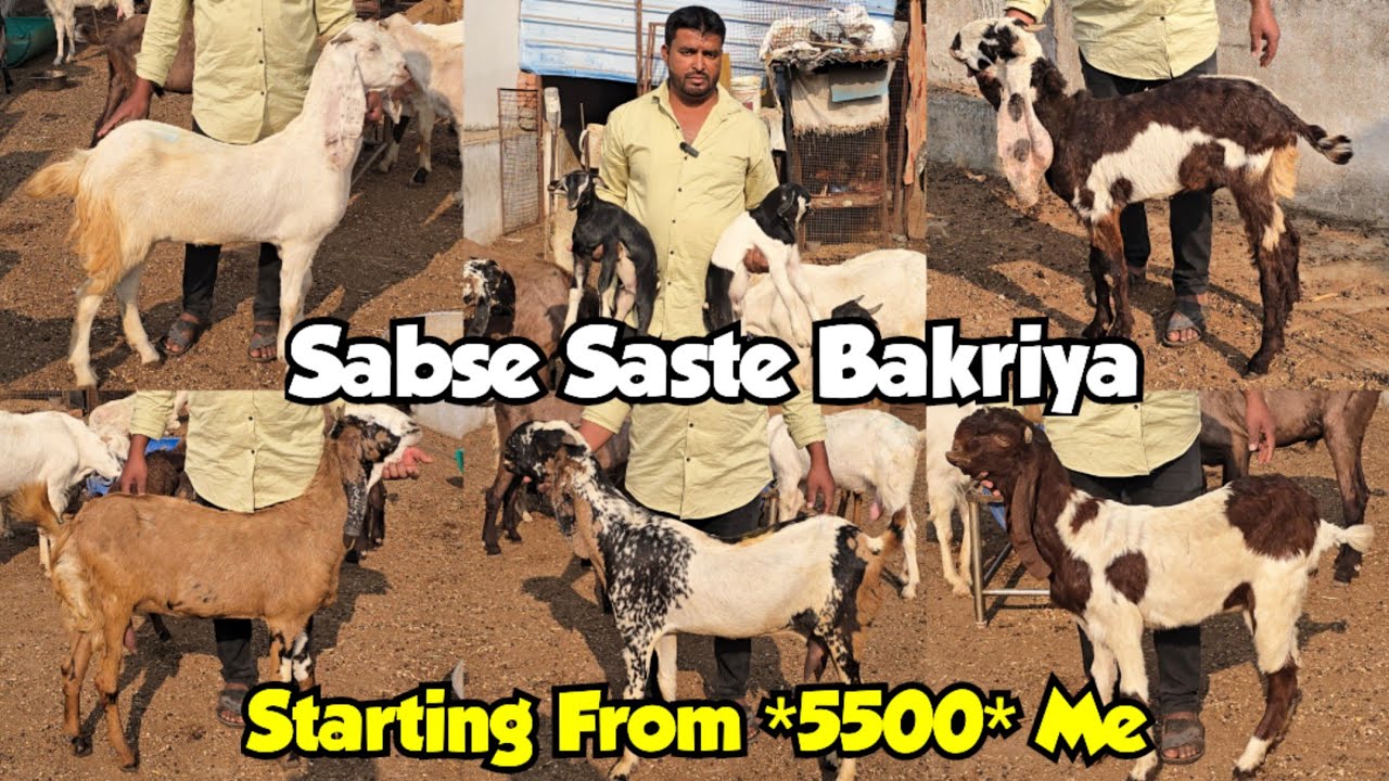 Sabse Saste Hyderabadi Bakriya | Hyderabadi Goats Kids Available In BabaNagar | Hyderabad