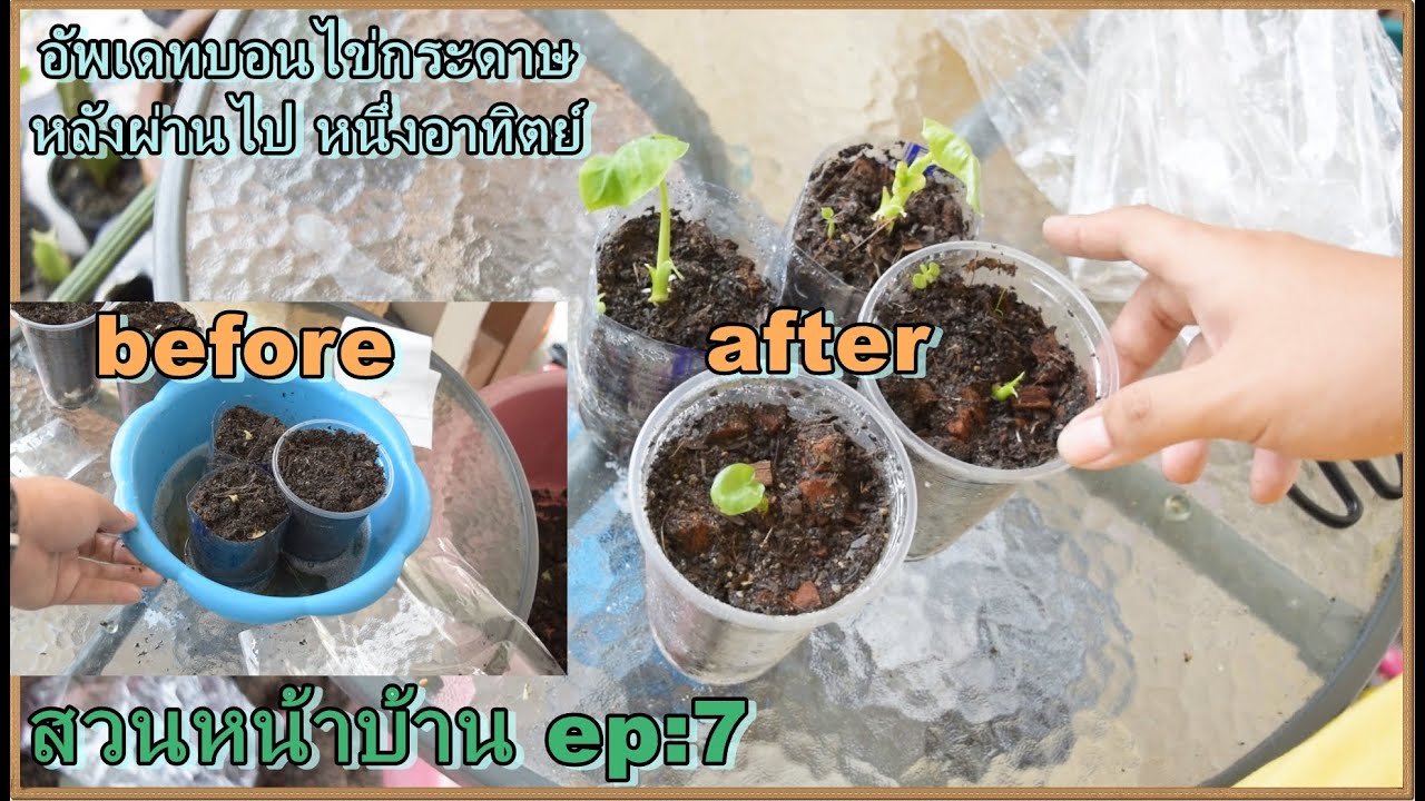 สวนหน้าบ้าน ep:8 อัพเดทไข่บอนนกระดาษหลังจากผ่านมาหนึ่งอาทิตย์