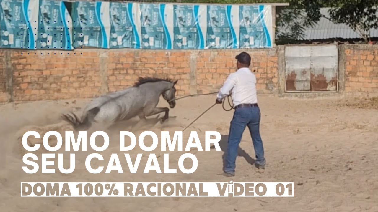 VÍDEO 01- INÍCIO DA DOMA DE UM POTRO (Técnicas de chão)