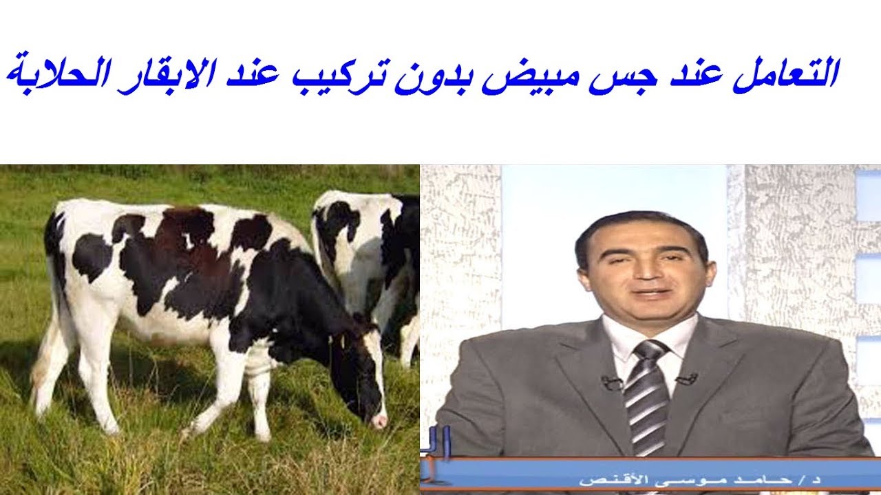 التعامل عند جس مبيض بدون تركيب عند الابقار الحلابة smooth inactive ovary