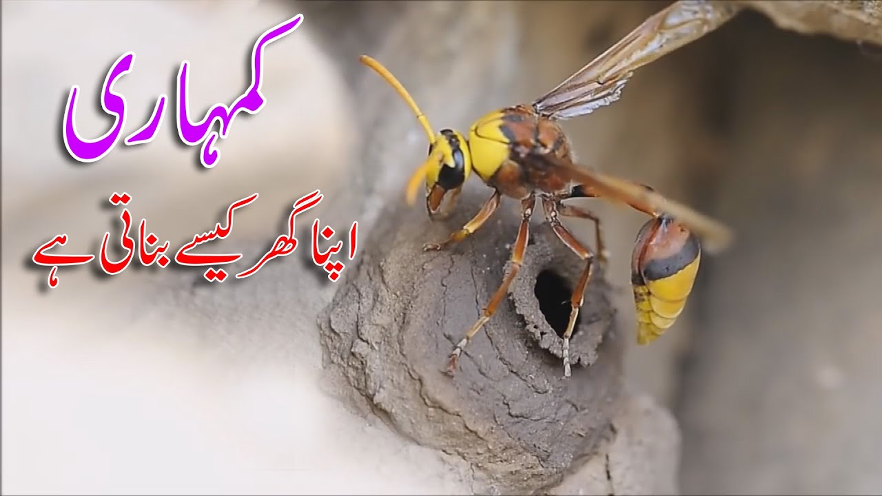 Mud Dauber - A Detailed Documentary on Mud Dauber in Urdu | Mud Dauber Making Nest