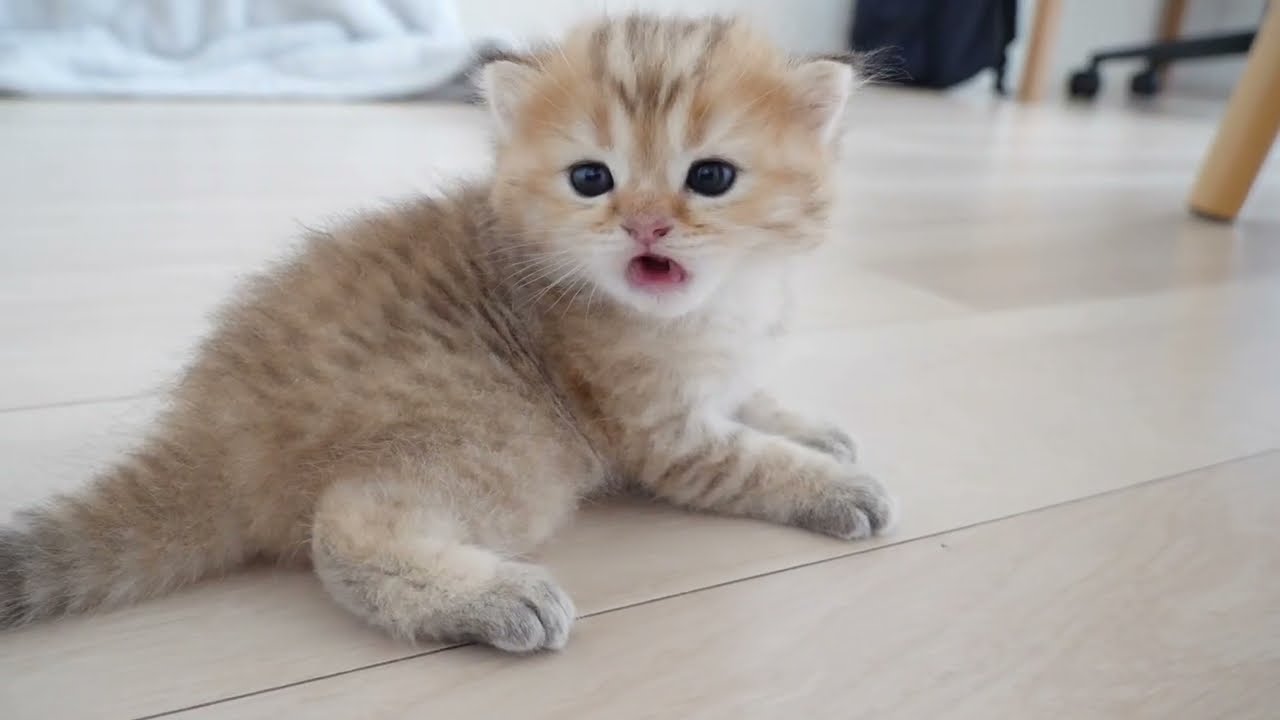Kitten Chai's first exploration outside the birth box