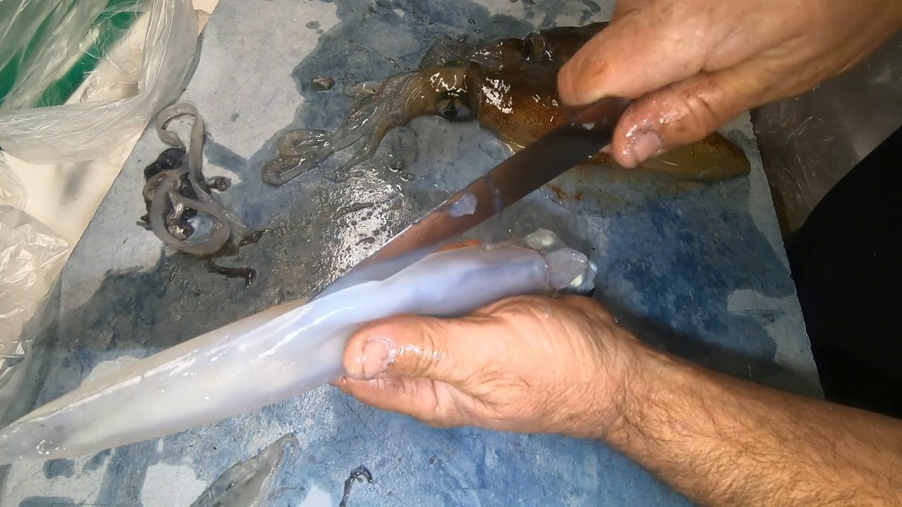 Squid how to prepare for food and bait.