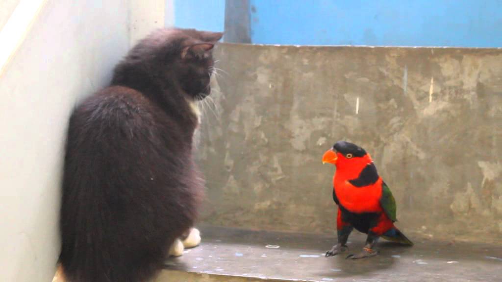 Angry Bird : Kungfu Parrot vs Cat (Lorius Lory in action) Funny video
