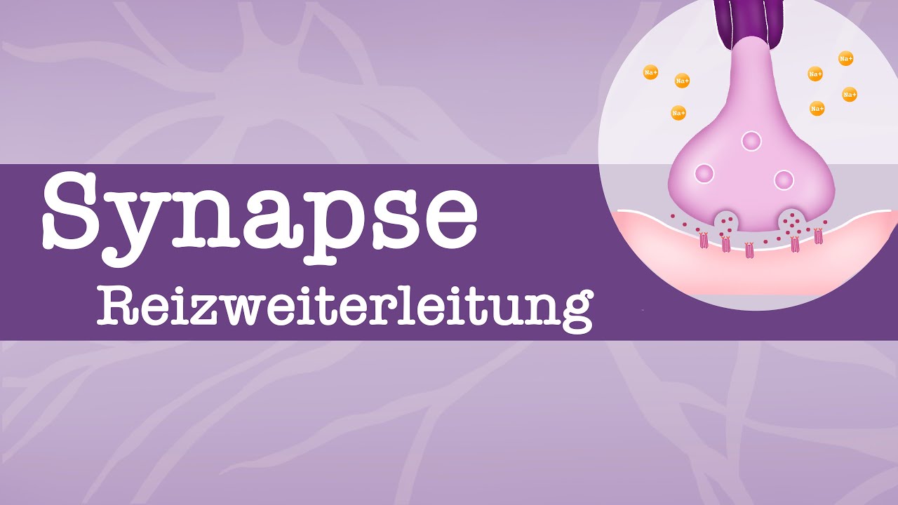 Synapse - Reizweiterleitung/ Erregungsleitung | EPSP/ IPSP | räumliche + zeitliche Summation